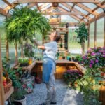 Bellerose 11 ft. x 7 ft. Wood Backyard Greenhouse Kit shown in an outdoor setting