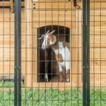Backyard Discovery Canine Cabin backyard animal enclosure with goats