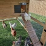 Backyard Discovery Rustic Roots chicken coop run area