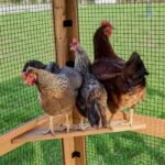 Backyard Discovery Rustic Roots chicken coop roosting area