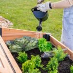 Aggie Wooden Garden Cold Frame rear view